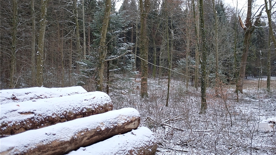 In einem stark befallenen, ehemals dichten Waldstück musste ein Grossteil der Bäume – alles Fichten – geerntet werden. (Bilder Salomon Schneider) In einem stark befallenen, ehemals dichten Waldstück musste ein Grossteil der Bäume – alles Fichten – geerntet werden. (Bilder Salomon Schneider)