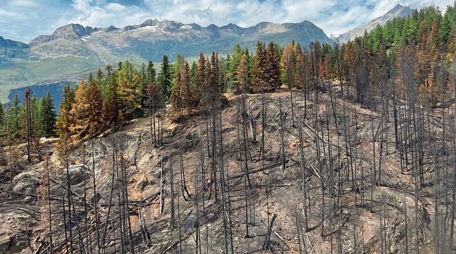 Wie verkohlte Zündhölzer in der Landschaft: Die Flammen haben von den Bäumen nicht viel übriggelassen.