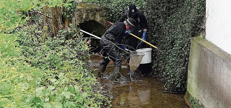Eine Forelle wird vor dem Eingang in den Wasserstollen in Unterwissenbach geborgen und in einem mit Wasser gefüllten Kübel zu einem sicheren Standort in der Nähe transportiert, wo sie wieder in die Freiheit entlassen wird. (Bild bs)
