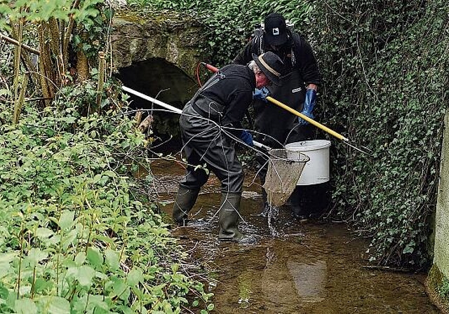 Eine Forelle wird vor dem Eingang in den Wasserstollen in Unterwissenbach geborgen und in einem mit Wasser gefüllten Kübel zu einem sicheren Standort in der Nähe transportiert, wo sie wieder in die Freiheit entlassen wird. (Bild bs)