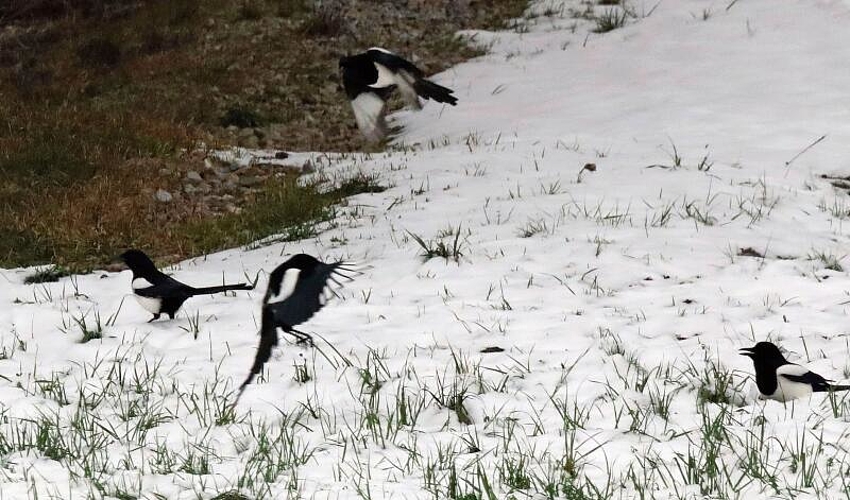 Februar 2023: Elstern im Schnee hat «Anzeiger»-Leser Albert A. Stahel bei seinen fotografischen Streifzügen durch das Säuliamt entdeckt.