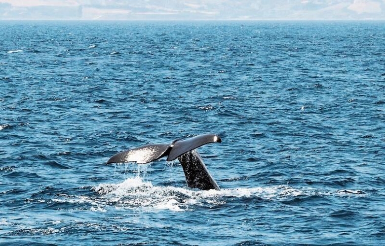 Walsichtungen lösen bei Gästen auf dem Boot Begeisterungsstürme aus.