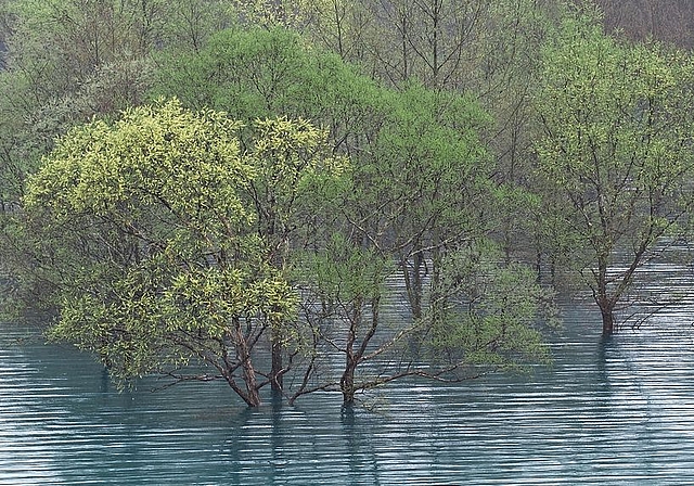 Diese Fotografie stammt aus der Serie «Stille Bäume». (Bild Jean-David Jamet)