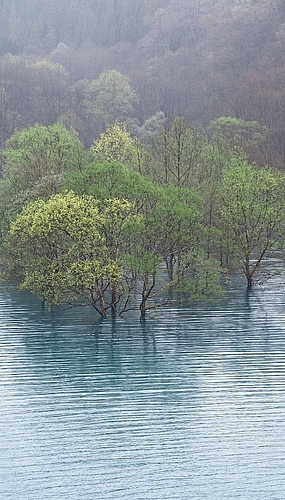 Diese Fotografie stammt aus der Serie «Stille Bäume». (Bild Jean-David Jamet) Diese Fotografie stammt aus der Serie «Stille Bäume». (Bild Jean-David Jamet)