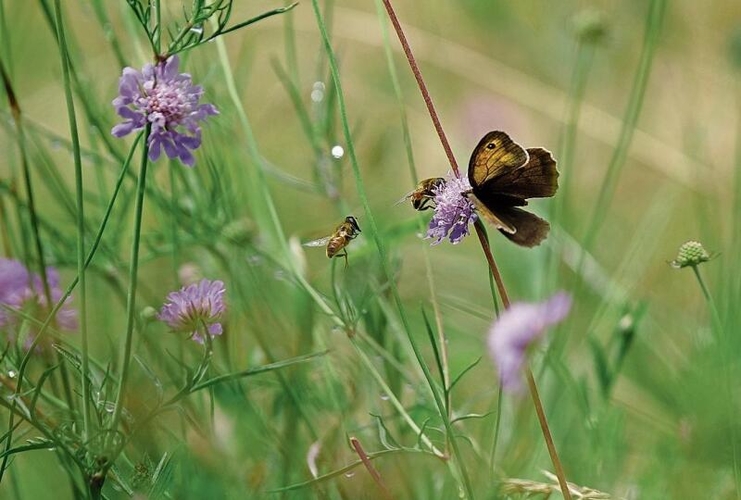Das üppige Blütenangebot auf den Ruderalflächen lockt Bienen, Wespen, Libellen und Schmetterlinge und fördert so die Biodiversität.