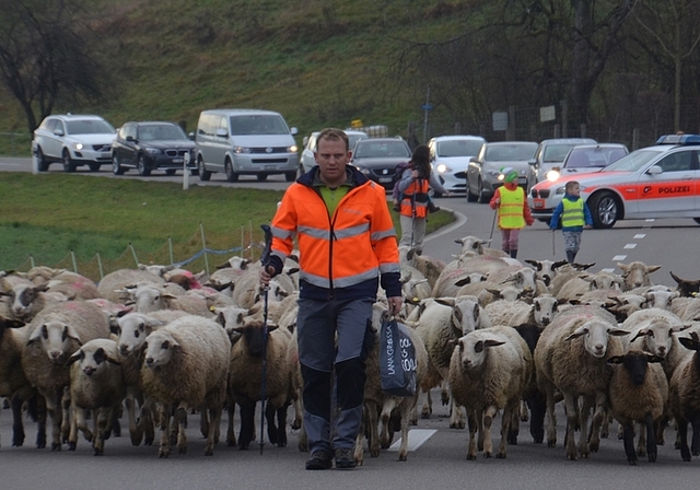 Der Verkehr muss warten: Marcel Frei und seine Haus- und Spiegelschafe auf der Zürcherstrasse, Bonstetten. <em>(Bild Thomas Stöckli)</em>