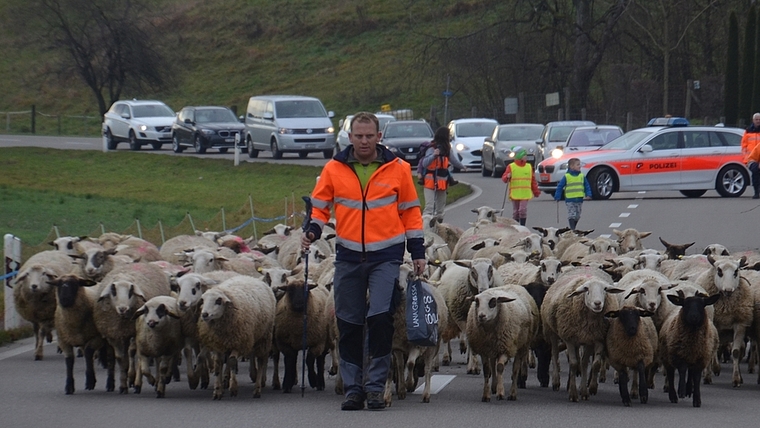 Der Verkehr muss warten: Marcel Frei und seine Haus- und Spiegelschafe auf der Zürcherstrasse, Bonstetten. <em>(Bild Thomas Stöckli)</em>