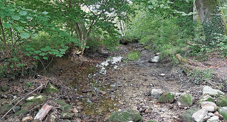 Am Haselbach bei Rossau ist vom Bach stellenweise kaum noch etwas zu sehen. (Bild Angela Bernetta)