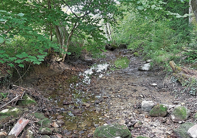 Am Haselbach bei Rossau ist vom Bach stellenweise kaum noch etwas zu sehen. (Bild Angela Bernetta)