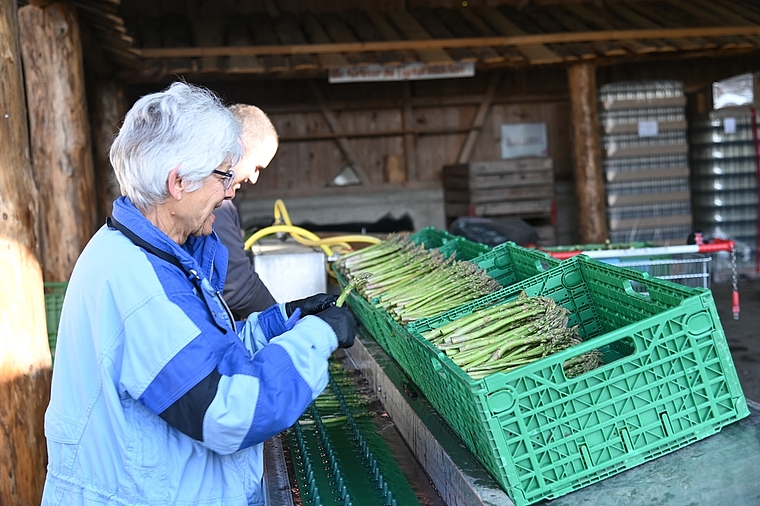 Fleissarbeit: Das edle Gemüse wird sortiert, gewaschen und gebündelt. (Bild Martin Mullis)