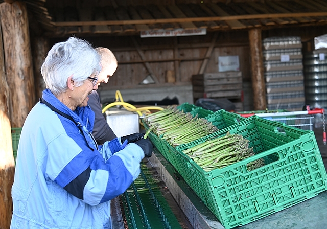 Fleissarbeit: Das edle Gemüse wird sortiert, gewaschen und gebündelt. (Bild Martin Mullis)