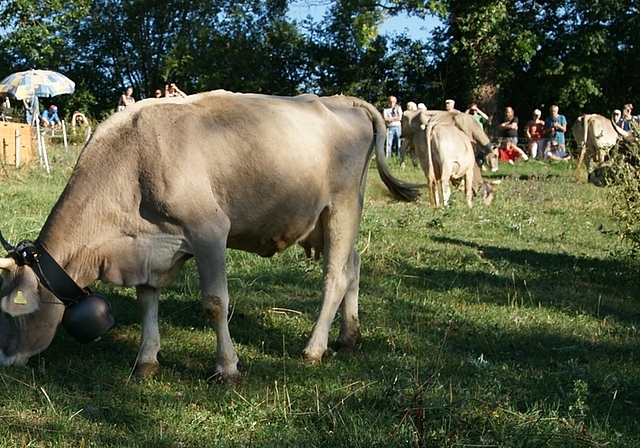 Sie begeistern sich primär für das Gras auf der Weide des Puureheimet Brotchorb auf der Hinterbuchenegg, sind mit ihren Glocken gleichzeitig aber auch das Orchester der Klanginstallation von Alain Bellet. <em>(Bild Urs E. Kneubühl)</em>