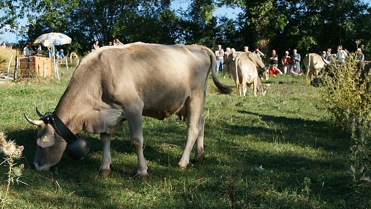 Sie begeistern sich primär für das Gras auf der Weide des Puureheimet Brotchorb auf der Hinterbuchenegg, sind mit ihren Glocken gleichzeitig aber auch das Orchester der Klanginstallation von Alain Bellet. <em>(Bild Urs E. Kneubühl)</em>