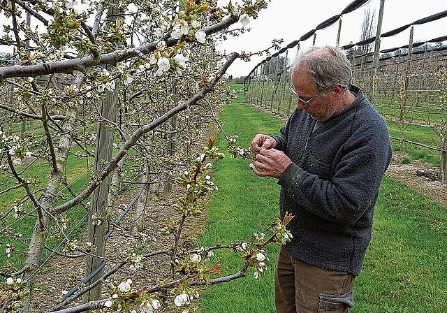 Landwirt Beat Stübi begutachtet nach dem Frost die Blüten der Kirschbäume. (Bilder Marianne Voss)
