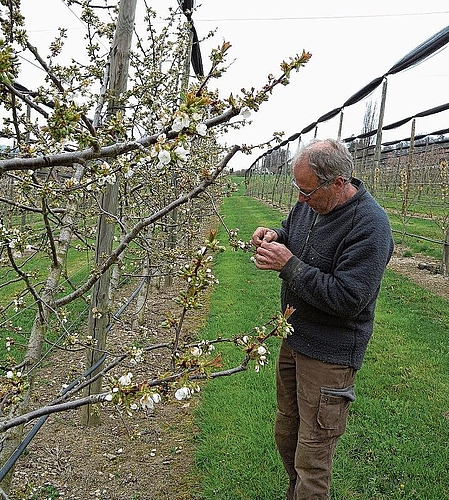Landwirt Beat Stübi begutachtet nach dem Frost die Blüten der Kirschbäume. (Bilder Marianne Voss) Landwirt Beat Stübi begutachtet nach dem Frost die Blüten der Kirschbäume. (Bilder Marianne Voss)
