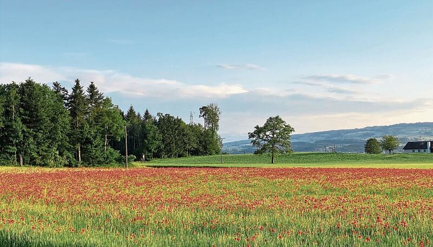 Juni 2023: Der Sommer naht, wie dieses zauberhafte Bild von einem Mohnfeld in Zwillikon beweist. Arthur Fontana aus Rifferswil hat es aufgenommen.