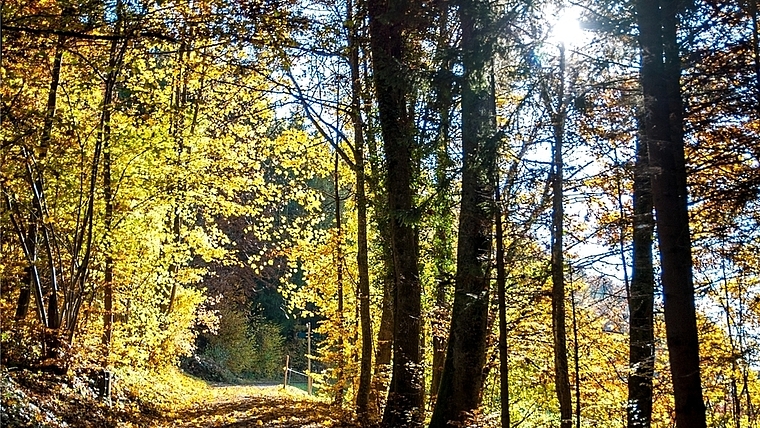 Die herbstliche Farbenpracht hat neben ihrer Schönheit auch einen tieferen Nutzen. (Bild Salomon Schneider)