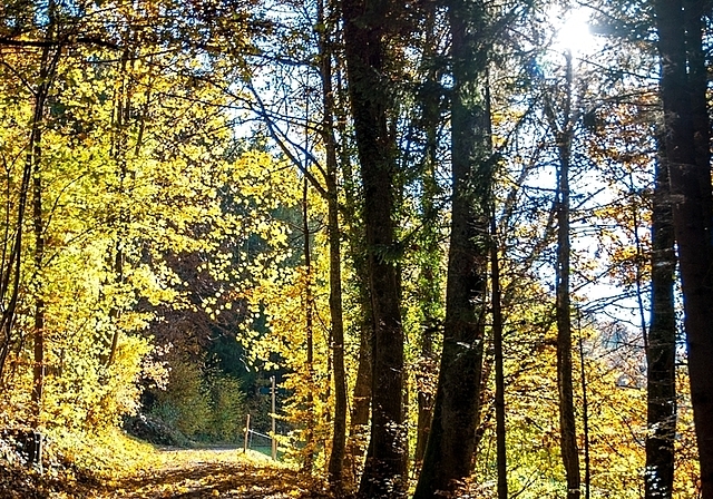 Die herbstliche Farbenpracht hat neben ihrer Schönheit auch einen tieferen Nutzen. (Bild Salomon Schneider)