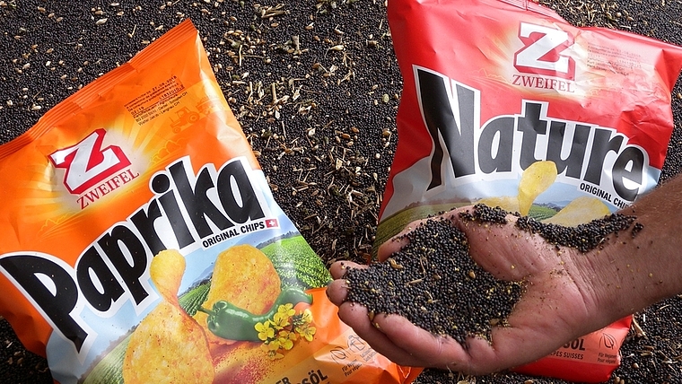 Die kleinen schwarzen Raps-Körner machen den Weg vom Säuliämtler Feld bis in den Pommes-Chips-Sack. <em>(Bild Marianne Voss)</em>