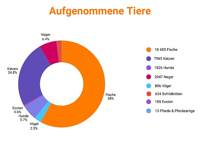 Wenn mehr Tiere aufgenommen werden müssen als vermittelt werden können, dann sind die Tierheime irgendwann überlastet. (Grafik STS-Tierschutzstatistik 2024)