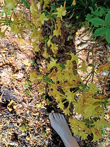 Das Gehen über unterschiedliche Untergründe wie Kies, Sand, Holz, Rinde und Morast beansprucht zahlreiche Muskeln im Fuss. Unregelmässige Untergründe fordern den Gleichgewichtssinn heraus. Barfuss gehen kann man im ganzen Park. Das Gehen über unterschiedliche Untergründe wie Kies, Sand, Holz, Rinde und Morast beansprucht zahlreiche Muskeln im Fuss. Unregelmässige Untergründe fordern den Gleichgewichtssinn heraus. Barfuss gehen kann man im ganzen Park.