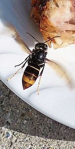Wird maximal 3 Zentimeter gross: die invasive Asiatische Hornisse. (Bild zvg)