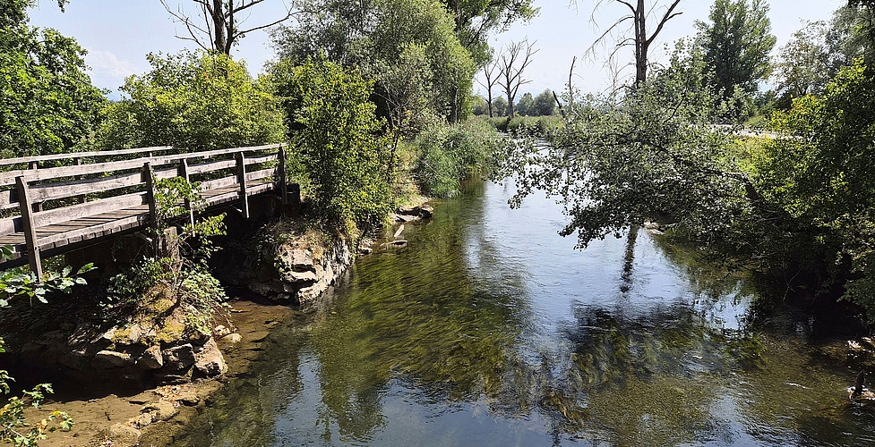 Auch die Lorze führt wenig Wasser, aber der Fischbestand ist nicht gefährdet – im Gegensatz zum Haselbach, der bei Maschwanden in die Lorze fliesst (links im Bild). (Bild Werner Schneiter) Auch die Lorze führt wenig Wasser, aber der Fischbestand ist nicht gefährdet – im Gegensatz zum Haselbach, der bei Maschwanden in die Lorze fliesst (links im Bild). (Bild Werner Schneiter)