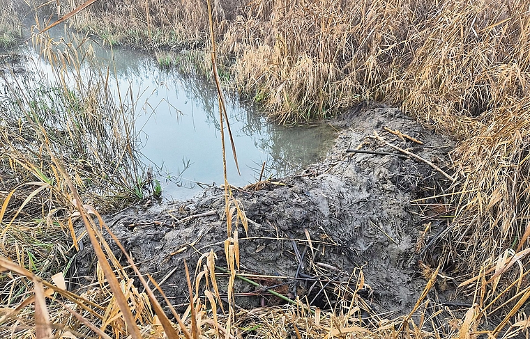 In der Maschwander Allmend haben Biber solche Dämme errichtet. Eine Ausnahmeregelung des Kantons Zug erlaubt eine befristete Entfernung. (Bild Werner Schneiter)