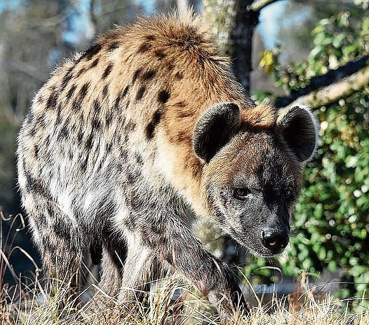 Breitmaulnashörner am Wasserloch. Trotz ausschliesslicher Gräserkost bringen sie bis zu 2,3 Tonnen auf die Waage. (Bild Zoo Zürich, Goran Basic)