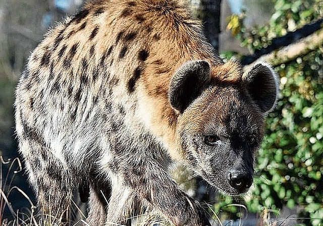Breitmaulnashörner am Wasserloch. Trotz ausschliesslicher Gräserkost bringen sie bis zu 2,3 Tonnen auf die Waage. (Bild Zoo Zürich, Goran Basic)