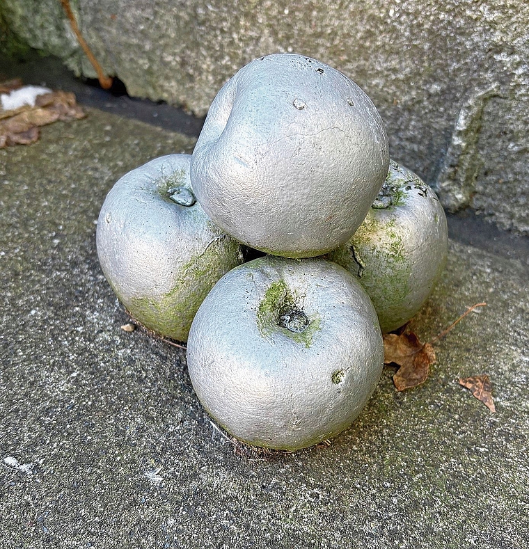 Das Objekt der Begierde: Das ApfelKunstwerk von Yves Netzhammer im kompletten Zustand. (Bild zvg)