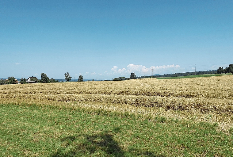 Das Windenergie-Eignungsgebiet Nummer 37 (Rütihof), hier gesehen von der Bachdolenstrasse in Ottenbach. (Archivbild Marcus Weiss)