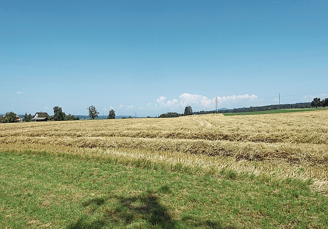 Das Windenergie-Eignungsgebiet Nummer 37 (Rütihof), hier gesehen von der Bachdolenstrasse in Ottenbach. (Archivbild Marcus Weiss)