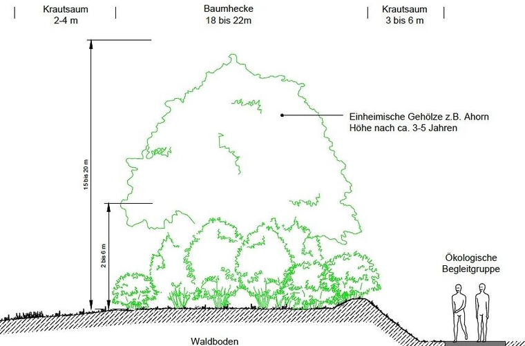 Die Sichtschutzhecke im Querschnitt: Etwa 23 bis 27 Meter breit, bis zu 20 Meter Hoch und aus einheimischen Bäumen bestehend: So wäre sie vorgesehen. In der Realität fallen die Dimensionen bis anhin einiges kleiner aus (siehe obiges Foto). (Visual