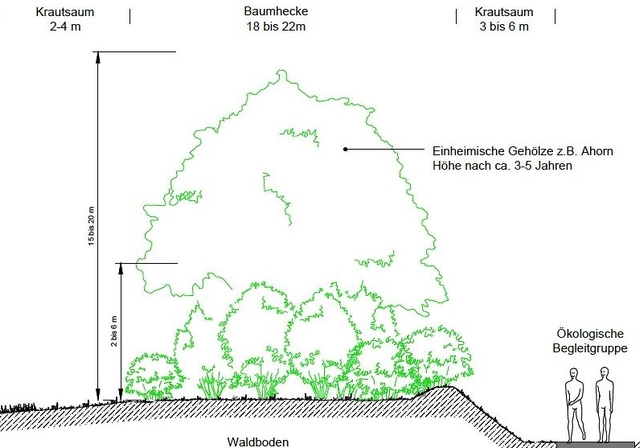 Die Sichtschutzhecke im Querschnitt: Etwa 23 bis 27 Meter breit, bis zu 20 Meter Hoch und aus einheimischen Bäumen bestehend: So wäre sie vorgesehen. In der Realität fallen die Dimensionen bis anhin einiges kleiner aus (siehe obiges Foto). (Visual