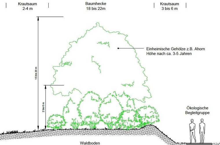 Die Sichtschutzhecke im Querschnitt: Etwa 23 bis 27 Meter breit, bis zu 20 Meter Hoch und aus einheimischen Bäumen bestehend: So wäre sie vorgesehen. In der Realität fallen die Dimensionen bis anhin einiges kleiner aus (siehe obiges Foto). (Visualisierung Kantonaler Gestaltungsplan 1320/16)