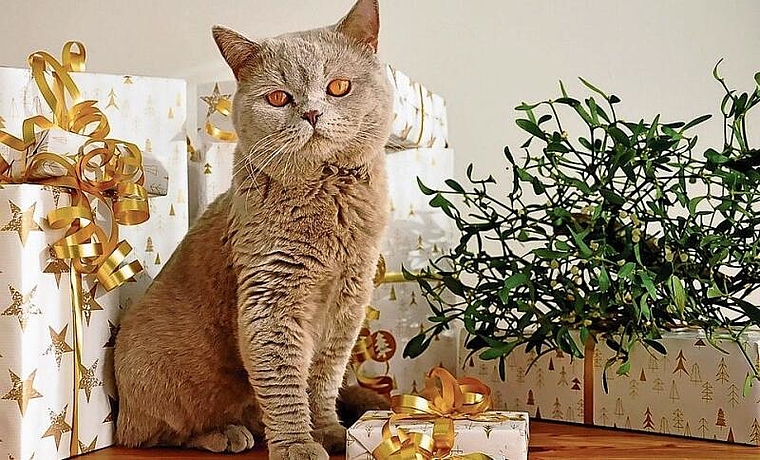 Katzen und andere Tiere eignen sich nicht als Geschenk. (Symbolbild Pixabay)