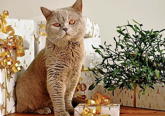 Katzen und andere Tiere eignen sich nicht als Geschenk. (Symbolbild Pixabay)