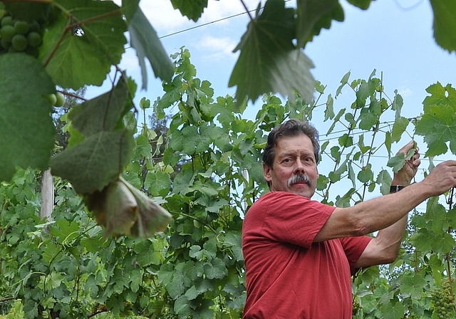 Erntet auf dem Müliberg seit bald 30 Jahren Riesling x Sylvaner-Trauben: Weinbauer Charles Schaller bei Arbeiten im Rebhügel, der knapp 700 Meter über Meer liegt. <em>(Bild Werner Schneiter)</em>
