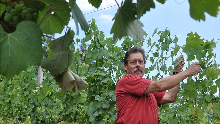 Erntet auf dem Müliberg seit bald 30 Jahren Riesling x Sylvaner-Trauben: Weinbauer Charles Schaller bei Arbeiten im Rebhügel, der knapp 700 Meter über Meer liegt. <em>(Bild Werner Schneiter)</em>