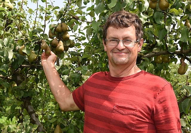 Stephan Heiniger zeigt eine vom Frost geschädigte Birne. (Bilder Andrea Bolliger)