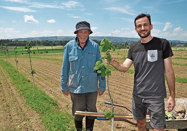 Stefan Gerber und sein Vater Hansruedi bei Arbeiten in der Haselnussbaum-Plantage in Dachlissen-Mettmenstetten. 