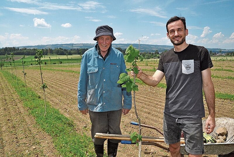 Stefan Gerber und sein Vater Hansruedi bei Arbeiten in der Haselnussbaum-Plantage in Dachlissen-Mettmenstetten. 
