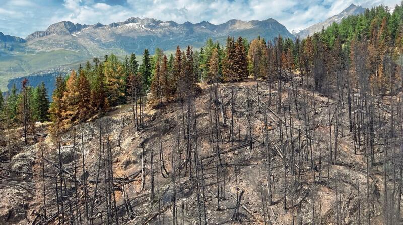 Wie verkohlte Zündhölzer in der Landschaft: Die Flammen haben von den Bäumen nicht viel übriggelassen.