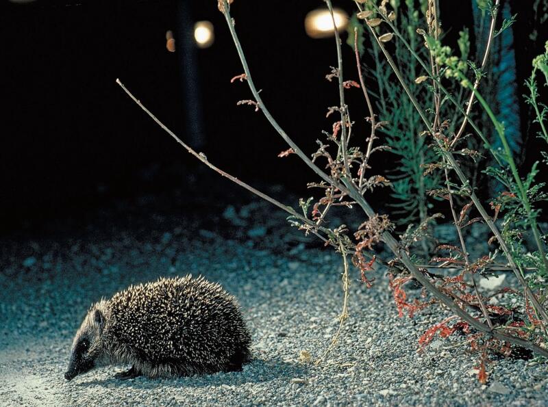 Igel kommen heutzutage häufiger im Siedlungsraum vor als in ländlichen Gebieten. (Bild Fabio Bontadina / stadtwildtiere.ch)