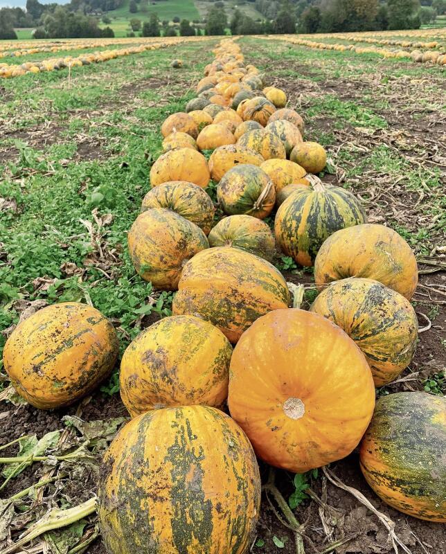 Oktober 2023: «In Bonstetten sind die Kürbisse schön gewachsen», fand Susanne Baer und schickte uns dieses bezaubernde Bild.