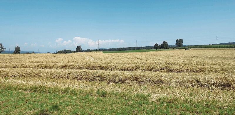 Ein Blick von Süden auf den nördlichsten Teil des Eignungsgebietes Nummer 37 («Rütihof»). Es ist eine von Landwirtschaft geprägte, offene Landschaft, die von einer Freileitung durchkreuzt wird.