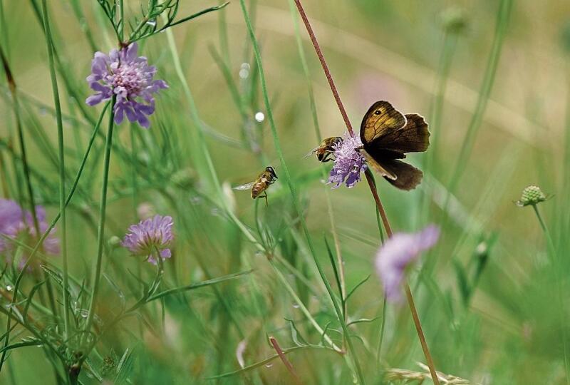 Das üppige Blütenangebot auf den Ruderalflächen lockt Bienen, Wespen, Libellen und Schmetterlinge und fördert so die Biodiversität.