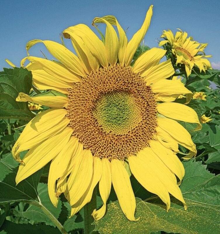 Gelbe Sonnenblume im Zürcher Weinland. «Von leuchtenden Farben bin ich immer wieder aufs Neue fasziniert.»