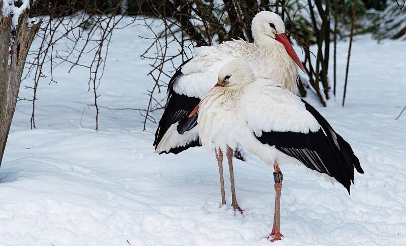 Weissstörche sind Opportunisten, die sich von vielem ernähren können. Auch im Winter. (Bild Pixabay)